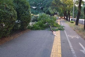 Podgorica: Vjetar oborio veću granu na trotoar