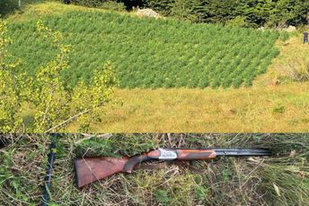 U zajedničkoj akciji crnogorske i albanske policije otkrivene tri plantaže marihuane: Uništeno više od 11 hiljada stabljika U zajedničkoj akciji crnogorske i albanske policije otkrivene tri plantaže marihuane: Uništeno više od 11 hiljada stabljika