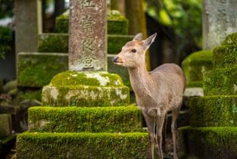Masovni turizam u Japanu doveo do „bebi-buma“ populacije jelena Masovni turizam u Japanu doveo do „bebi-buma“ populacije jelena