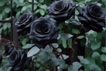 Znate li da crna ruža prirodno raste samo na jednom mjestu na svijetu Znate li da crna ruža prirodno raste samo na jednom mjestu na svijetu