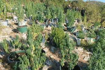 Pogledajte kako izgleda plantaža marihuane kod Budve (FOTO) Pogledajte kako izgleda plantaža marihuane kod Budve (FOTO)