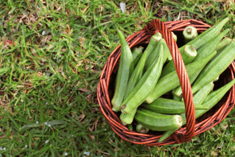 Bamija: Omiljen Kleopatrin gastronomski specijalitet čije sjeme može zamijeniti kafu Bamija: Omiljen Kleopatrin gastronomski specijalitet čije sjeme može zamijeniti kafu