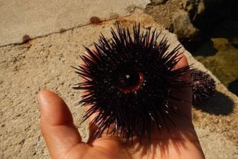 Evo šta da uradite ako nagazite morskog ježa Evo šta da uradite ako nagazite morskog ježa