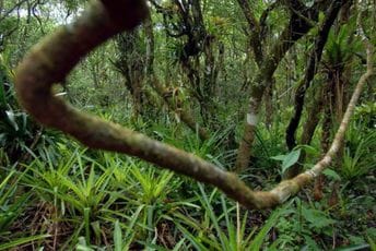 Amerikanka prošla kroz pakao: Bivši muž je svezao lancima za drvo u džungli, tako je provela 40 dana, ali je spašena Amerikanka prošla kroz pakao: Bivši muž je svezao lancima za drvo u džungli, tako je provela 40 dana, ali je spašena