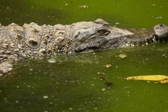 Ljudski ostaci pronađeni u krokodilu u Australiji: Pripadaju turisti koji je pao u rijeku Ljudski ostaci pronađeni u krokodilu u Australiji: Pripadaju turisti koji je pao u rijeku