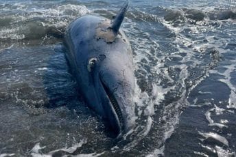 Ada Bojana: Turisti naišli na leš delfina (VIDEO) Ada Bojana: Turisti naišli na leš delfina (VIDEO)