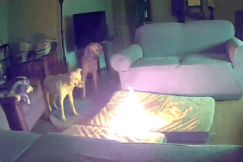 (VIDEO) Pas žvaćući litijum-jonsku bateriju izazvao požar (VIDEO) Pas žvaćući litijum-jonsku bateriju izazvao požar