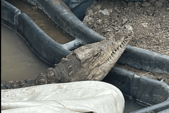 Bugarska: Krokodil danima lutao stambenim blokom, vlasnik kazao da ima sve papire (FOTO) Bugarska: Krokodil danima lutao stambenim blokom, vlasnik kazao da ima sve papire (FOTO)