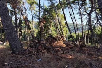 Ulcinj: Mještani Meteriza najavili protest ukoliko nadležni ne zaštite borove šume Ulcinj: Mještani Meteriza najavili protest ukoliko nadležni ne zaštite borove šume