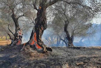 Vatrena stihija odnosi milenijumsku istoriju mediteranskog maslinarstva Vatrena stihija odnosi milenijumsku istoriju mediteranskog maslinarstva