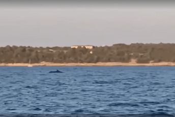 Hrvatska: Pojavio se kit u blizini Briona, rijedak slučaj (VIDEO) Hrvatska: Pojavio se kit u blizini Briona, rijedak slučaj (VIDEO)