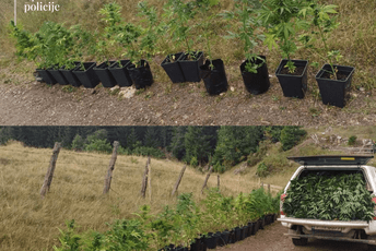 Pljevlja: U kući pronašli 111 stabljika marihuane, osumnjičen državljanin Srbije Pljevlja: U kući pronašli 111 stabljika marihuane, osumnjičen državljanin Srbije