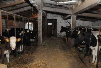 Crnogorski veterinari mjesecima ležali u bolnici zbog Q groznice