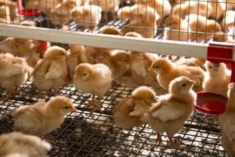 Hrvatska: Ukrao 50 pilića, policija pronašla i vratila 17 Hrvatska: Ukrao 50 pilića, policija pronašla i vratila 17