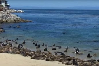 (VIDEO) Morski lavovi osvojili plažu u Kaliforniji (VIDEO) Morski lavovi osvojili plažu u Kaliforniji