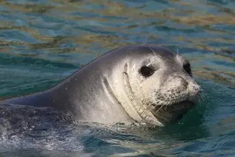 Jedan od najugroženijih sisara Mediterana u crnogorskim vodama: Morska medvjedica uočena u Baru (VIDEO) Ilustracija