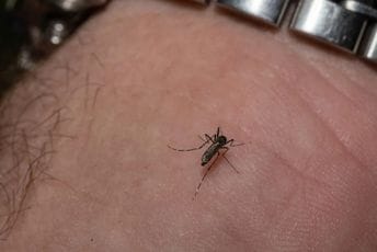 Stanovnik Nju Hempšira umro nakon zaraze virusom konjskog encefalitisa Stanovnik Nju Hempšira umro nakon zaraze virusom konjskog encefalitisa