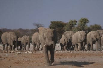 U Zimbabveu odobren lov 200 slonova kako bi nahranili stanovništvo koje je pogođeno glađu zbog suše