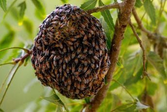 U Evropi prvi put pronađena invazivna vrsta pčela, posljedice bi mogle biti ozbiljne U Evropi prvi put pronađena invazivna vrsta pčela, posljedice bi mogle biti ozbiljne