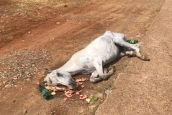 (FOTO) NVO “Lara i Miško”: U Podgorici spašen iznemogli konj (FOTO) NVO “Lara i Miško”: U Podgorici spašen iznemogli konj