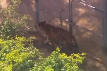 Australija: Tigar povrijedio čuvarku u zabavnom parku Dreamworld Australija: Tigar povrijedio čuvarku u zabavnom parku Dreamworld