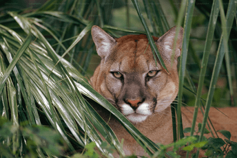 Kalifornija: Puma napala dijete u parku Kalifornija: Puma napala dijete u parku