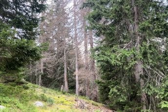 Drvoprerađivači: Umjesto da spašavaju šumu, oni su nas optuživali da smo šumarska mafija