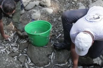 Ibar presušio, ribolovci spašavaju ribu koliko mogu Ibar presušio, ribolovci spašavaju ribu koliko mogu