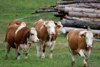 Mještani ne dozvoljavaju da se u njihovom selu gradi stočno groblje: „Nije mu mjesto u Lješanskoj nahiji“