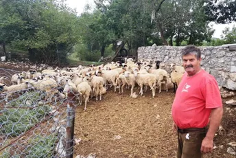 Nikšićaninu uginulo 15 ovaca: Lakše mi je kad znam da nije Q groznica