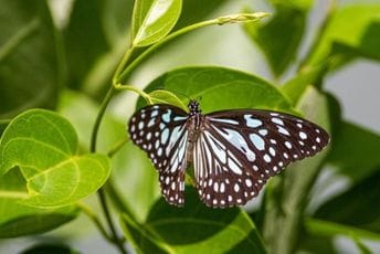 Zbog pokušaja krijumčarenja insekata kažnjeni 200 hiljada dolara Na fotografiji je leptir iz Yala parka na Šri Lanki