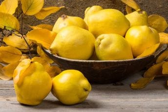 Žute dunje zlatni perper jeseni, vrijedne i rijetke Žute dunje zlatni perper jeseni, vrijedne i rijetke