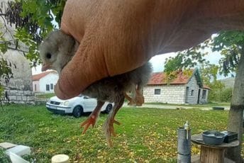 (FOTO) U gazdinstvu  Radmile Popović kod Nikšića: Kvočka izlegla pile sa četiri noge