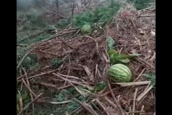 (VIDEO) Zanimljiv prizor u Rožajama: Rodila lubenica na 1,200 m nadmorske visine