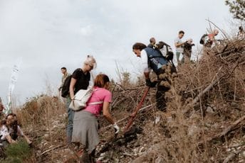 Na planini Vojnik posađeno 8.000 sadnica crnog bora