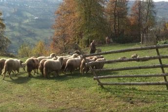 Poljoprivrednici: Uslovi mnogo bolji nego ranije, problem nedostatak radne snage