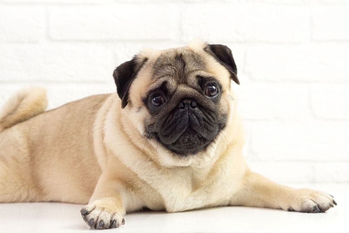 Italijani mogu da idu na bolovanje kada im se razboli kućni ljubimac