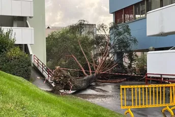 Italija: Vjetar iščupao bor - petoro ljudi bilo zarobljeno ispod njega, neki završili i u bolnici