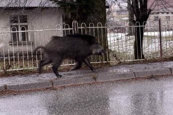 Kolašinskim ulicama danas korzirala divlja svinja Kolašinskim ulicama danas korzirala divlja svinja
