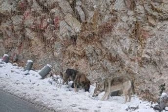 Nesvakidašnji prizor: Vukovi pored puta Bijelo Polje-Berane