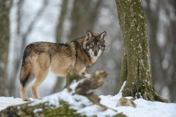 Njemačka: Djevojčicu napao vuk u zoološkom vrtu, zadobila teške povrede