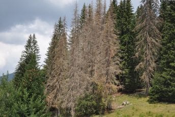 Potkornjak - ko je kriv: Stručnjaci „se kunu“ u feromonske klopke, mještani insistiraju na sanitarnoj sječi