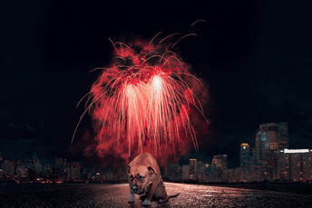 Uticaj petardi na ljubimce i njihovo zdravlje: Nevidljiva patnja životinja tokom praznika Uticaj petardi na ljubimce i njihovo zdravlje: Nevidljiva patnja životinja tokom praznika