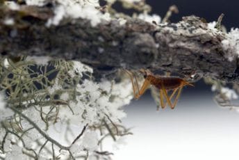 Šta se dešava sa insektima zimi Šta se dešava sa insektima zimi
