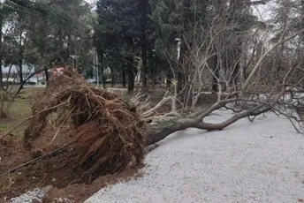 Vjetar rušio drveće na niz lokacija u Podgorici, stabla padala i po kolima