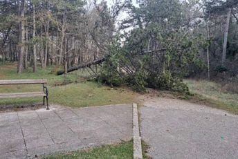 (FOTO) Nikšić: U Dragovoj Luci vjetar oborio drvo, u Park šumi Trebjesa oborena nekolika stabla