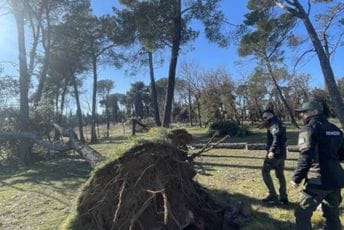 Vjetar čupao stabla na Gorici: Rendžeri na terenu