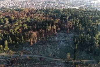 Sjutra akcija pošumljavanja Gorice