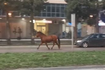 (VIDEO) Nesvakidašnja scena u Podgorici: Konj kaska centrom grada