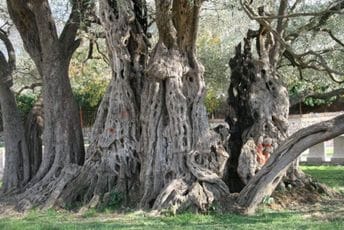 Posvećenošću do rezultata: Stara maslina na Mirovici dočekuje vegetaciju u boljem kondicionom stanju